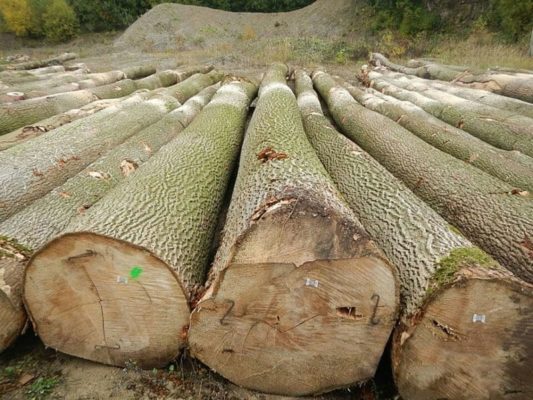 Hình ảnh những cây gỗ tần bì